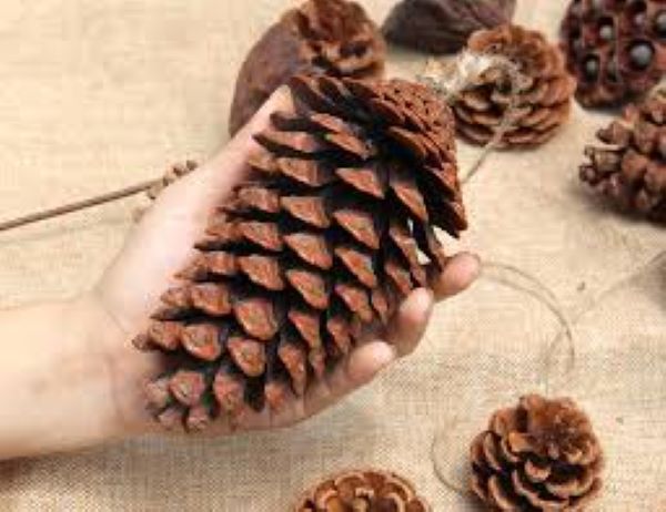 PINYON семена сосны