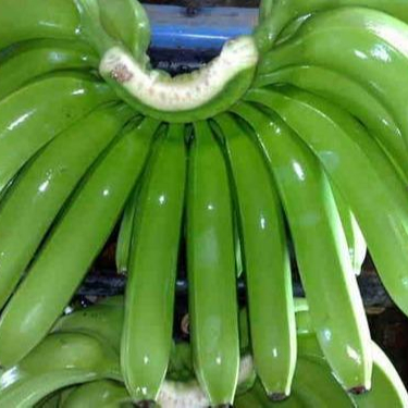 Premium Green Fresh Cavendish Bananas