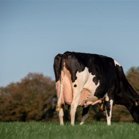 Молочные здоровые Беременные хифферы Friesian Holstein для продажи