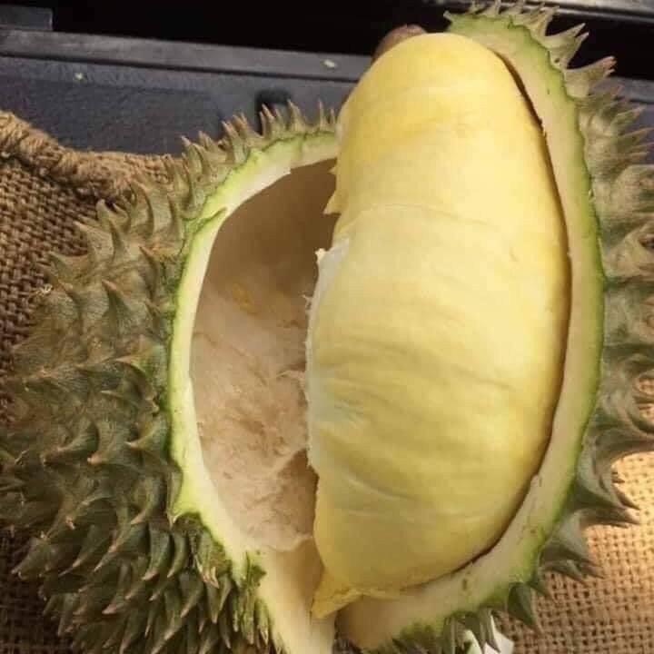 Hulltop для оптовой продажи, Таиланд, Премиум свежий Puangmanee Durian фрукты