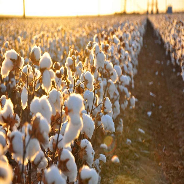 100% Cotton Comber Noil/ Raw Cotton/ Lickerin/ Flat Strips/Dropping