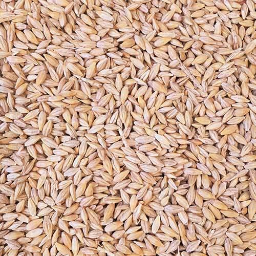 Barley Max Yellow White Animals Customized Crop Style Packaging Color Brown Origin Type Year Dried PROTEIN Supply Min Broken