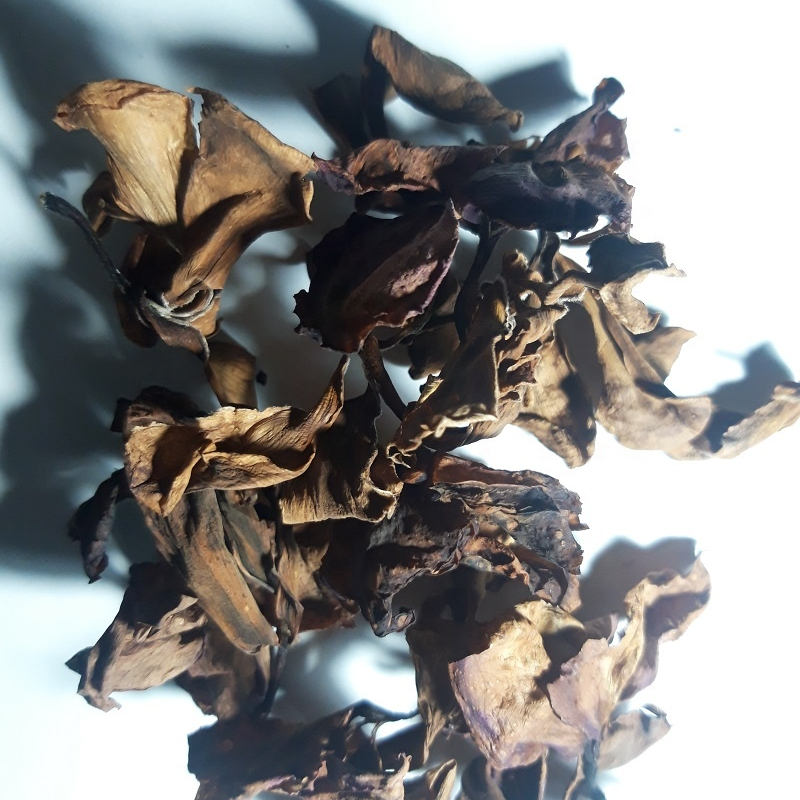 Dried plumeria rubra cheap price