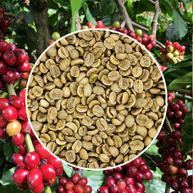 Arabica grade 1 scr18 Semiwashed Arabica Green Coffee Beans