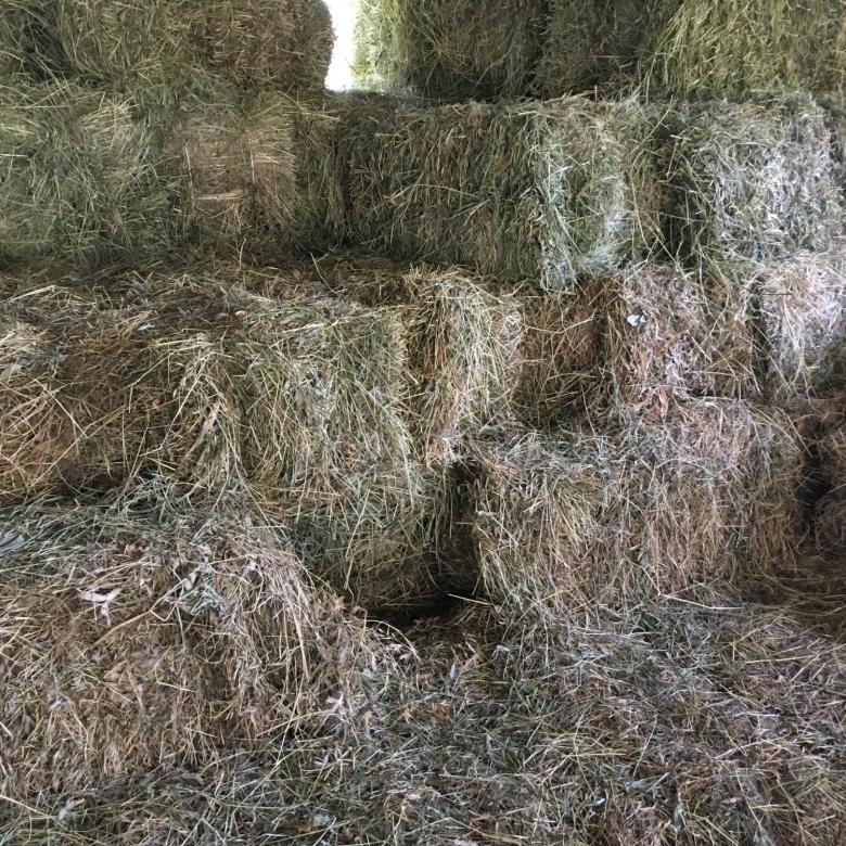Animal feeding timothy hay in bales for sale worldwide