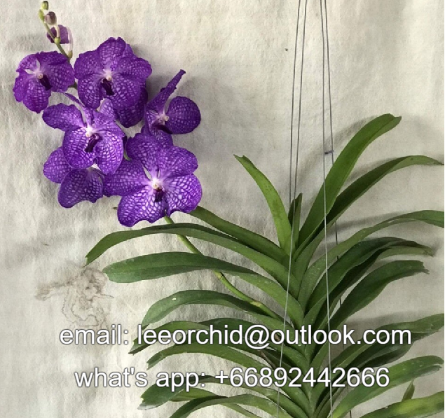 Тайская Орхидея Vanda, горшочные растения Blue Vanda-Премиум качество, Лучшая цена, попробуйте нас!