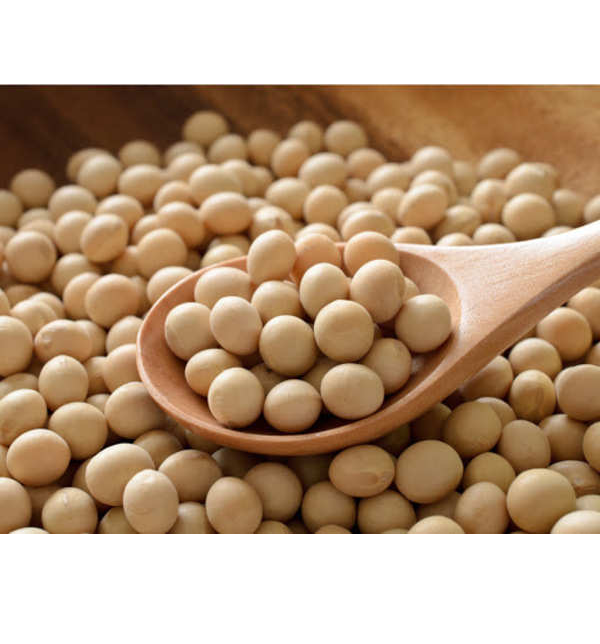 Organic soy beans non-gmo yellow soybean from Vietnam for sale