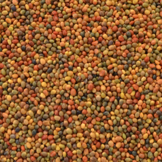 Shaftal Persian Clover Seeds