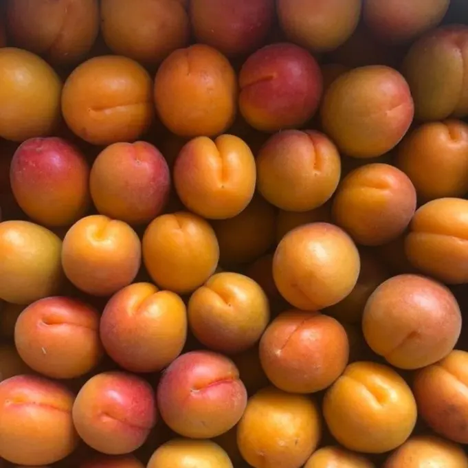 Organic Fresh Apricot Fruit from South Africa