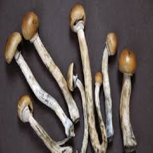 Dried Morel Mushroom.