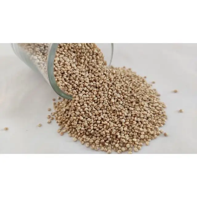 Price of White Quinoa Seeds Bulk Form India