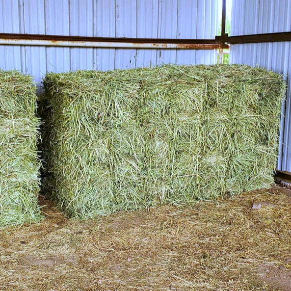 Healthy Quality Alfalfa Hay Bales