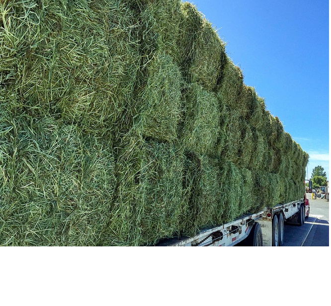 Dairy-Standard Alfalfa Hay For Animal feed 18% - 20% PROTEIN READY