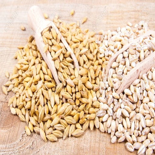 Качественное органическое Ячменное Зерно для продажи