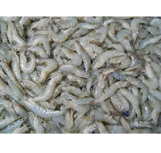 Vannamei Shrimp Viet nam frozen vannamei shrimp price of shrimp White Frozen seafood 100% Natural Best quality