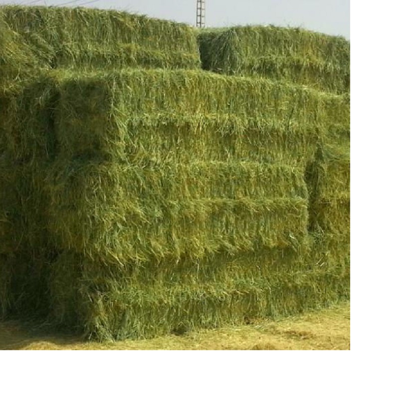 High protein cheap alfalfa hay Animal Feed Sundry Lucerne Hay