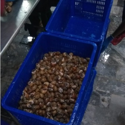 Замороженные морепродукты/топ в виде ракушки «Холодное сердце» baigai готовые