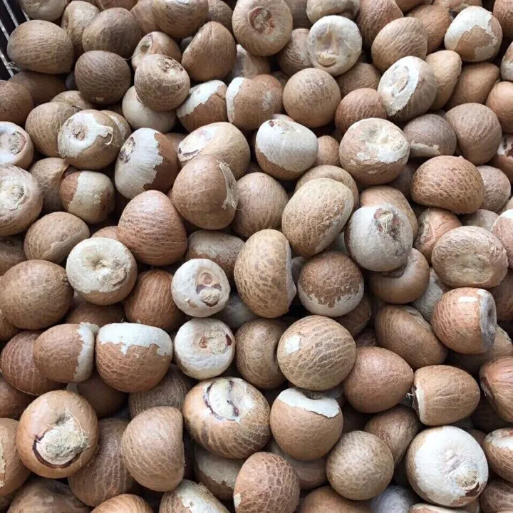 Dried Whole- Splits Betel Nut