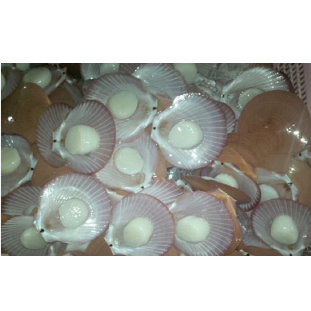 Полуоболочка с фестонами