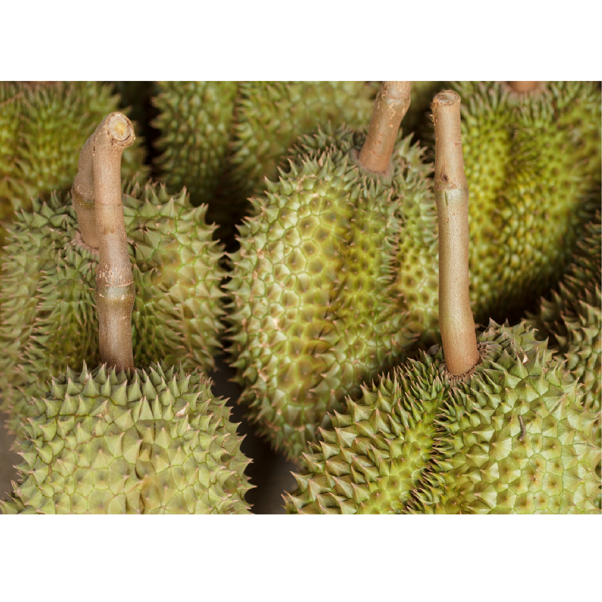 Малайзия Производство Хорошая цена оптовая продажа свежие Durian мусанг король дуриан цельные фрукты замороженные высокое качество