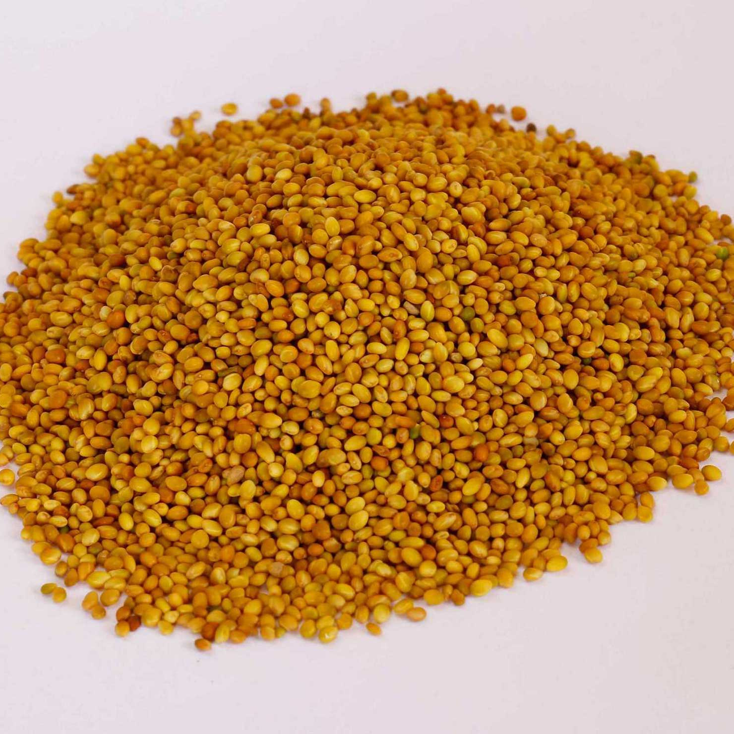Barseem (Clover) Seeds