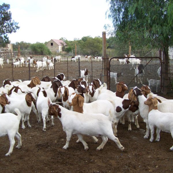Овцы и козы в продаже
