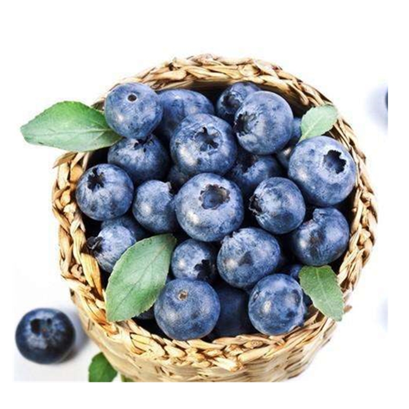 frozen blueberry / fresh blueberry premium Quality