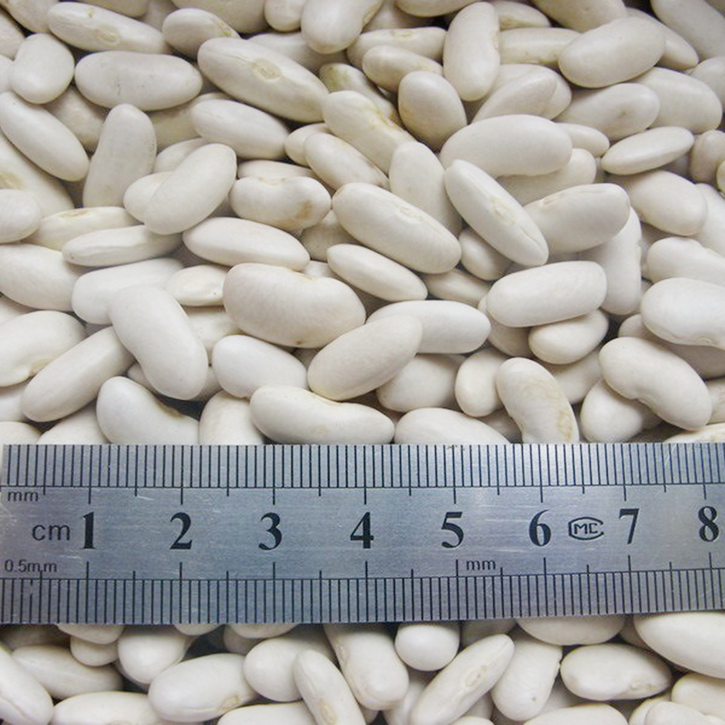 Best Quality Cheap White Kidney Beans for sale
