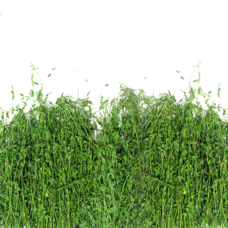 100% Pure Alfalfa Hay/timothy Hay/lucerne Hay