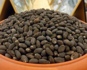 Jatropha Oil and Seeds