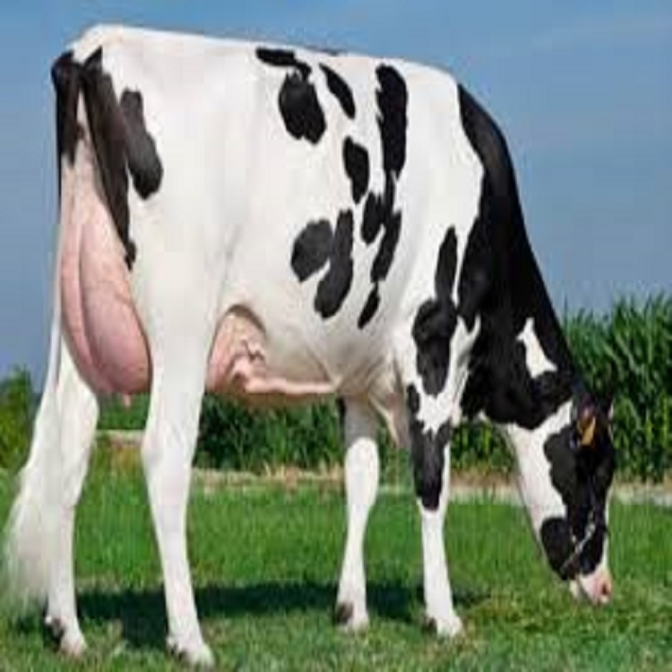 Продажа беременных фризских коров и телят Holstein
