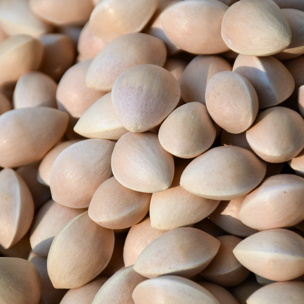 Quality Ginko nuts for sell