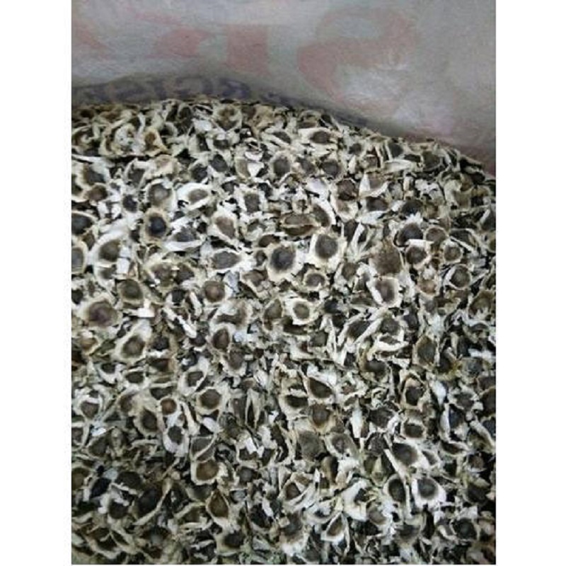 Moringa Seeds for Sale at Low Price