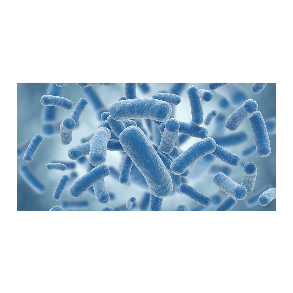 Рыночная цена, пробиотики лактобацилла бенсери-Zealmax Biopharma