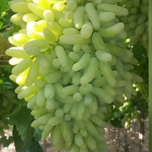 Fresh Grapes For Export - WHITE GRAPE FOR FRESH USE