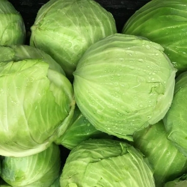 Healthy Natural Fresh Cabbage Vegetables for Sale