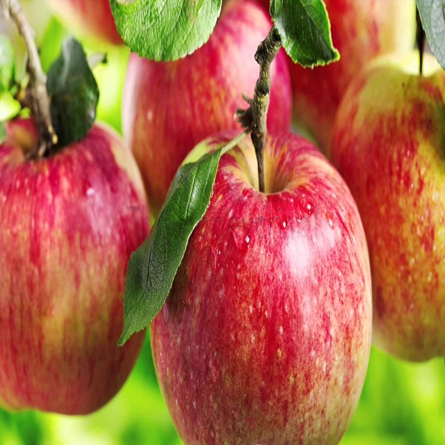Fresh Apple Supplier, Royal Gala Apple