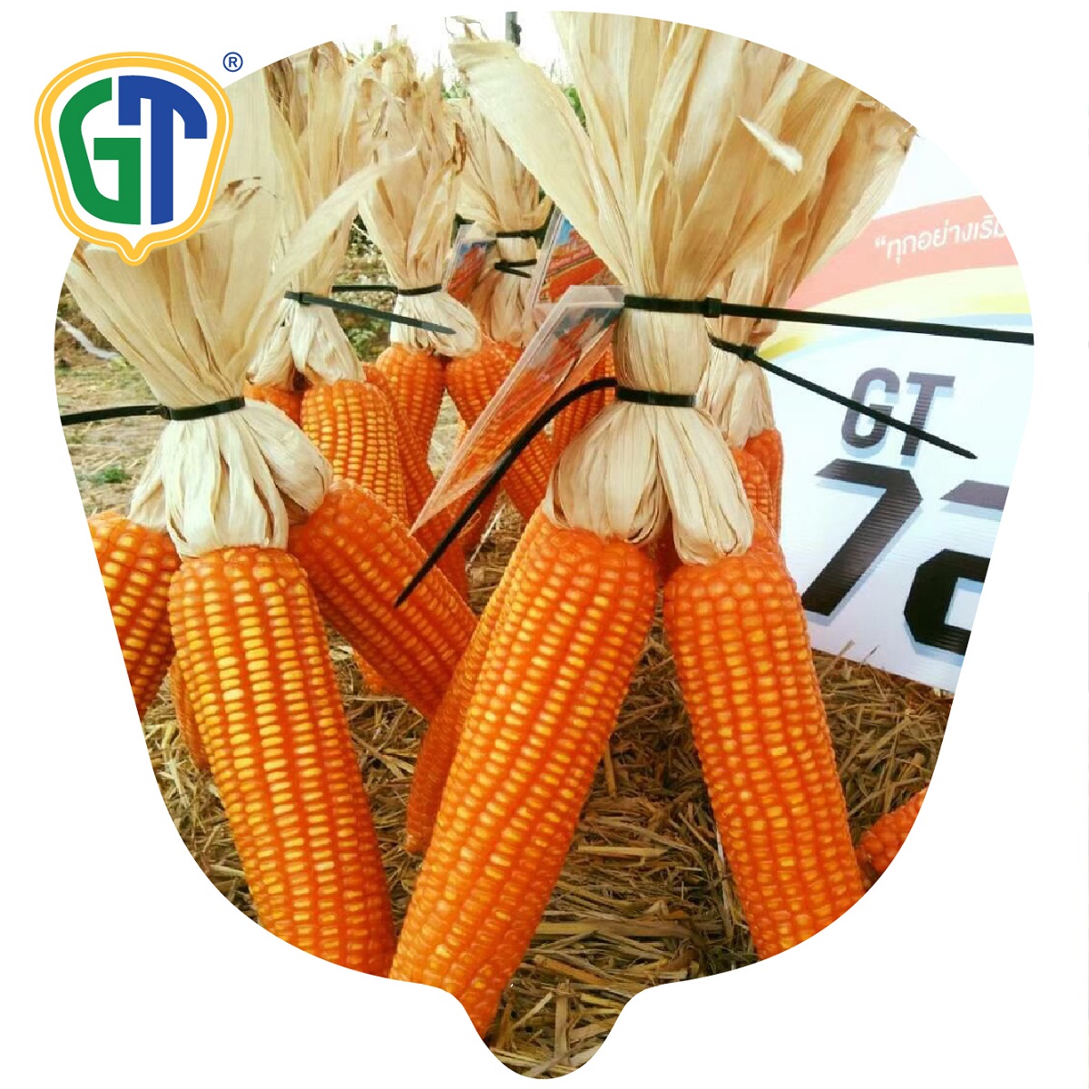 Wholesale Bulk Hybrid Maize Seeds Medium Deep Orange Corn Seed GT722 From Thailand