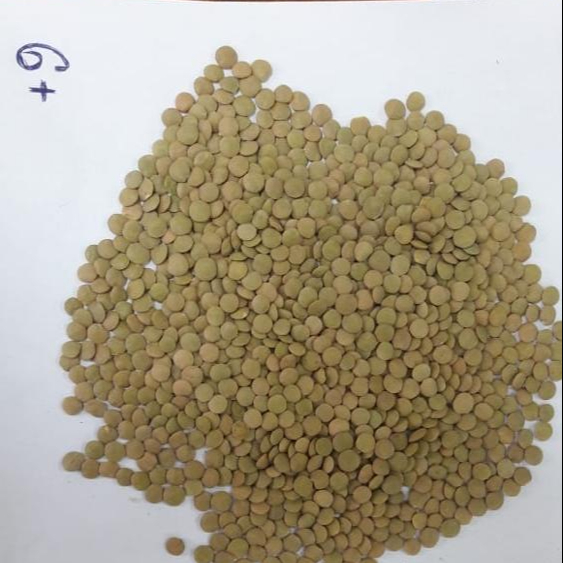 Green Lentil
