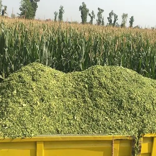Dehydrated corn silage for animal feed , Corn silage top quality for sale