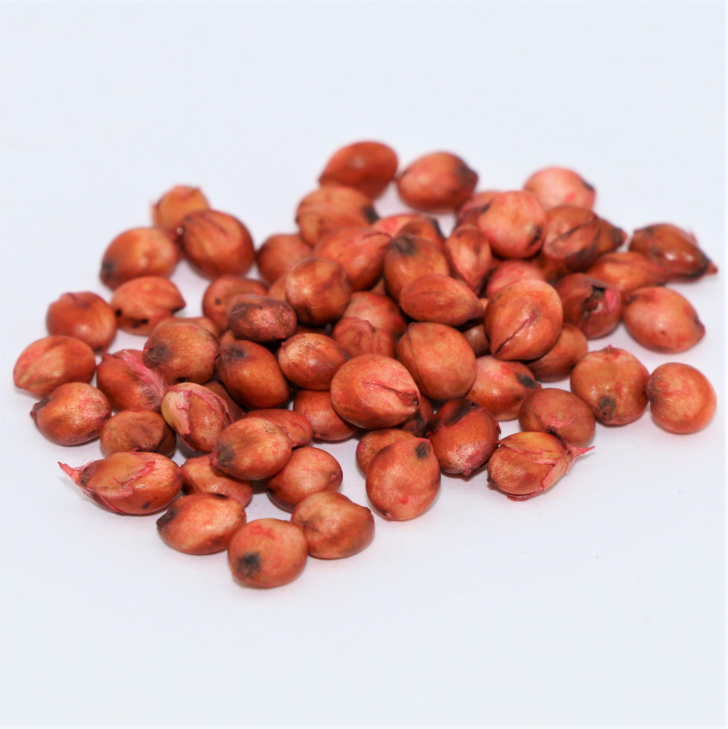 Sorghum Hybrid Sudan Grass F1 Seeds