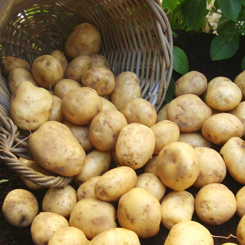 Низкая цена, лидер продаж, Овощной свежий картофель, оптовая цена из Бангладеш
