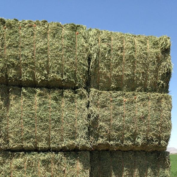 Купите высококачественный сено и Альфальфа Премиум, сенные тюки alfalfa