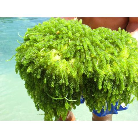 Высококачественный морской раствор, свежий морской раствор, из Вьетнама