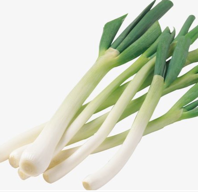 High-Quality Scallion Hydroponics for Food-Grade Onion Export
