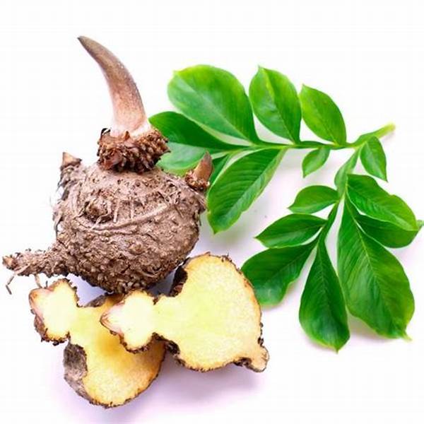 KONJAC POTATO FOR LOW FAT