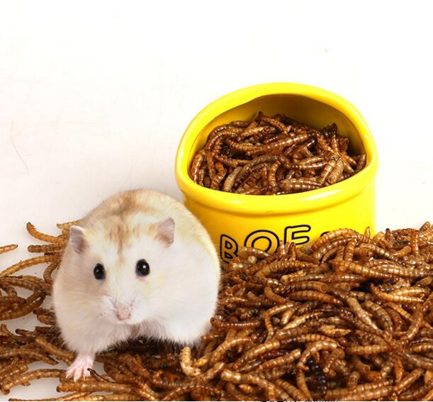 Dried bread worms wholesale dried yellow mealworms pet food bird food feed hamster snacks ornamental fish and turtle food