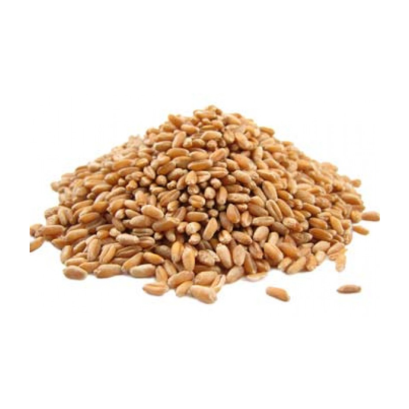 Best Quality Wheat Grain-Various types-Hard Red /From Denmark Wheat Grain wholesale