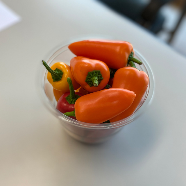 [GAP] Korea Fresh Mini Paprika Chocolate Red Yellow Bell Pepper Sweet Juicy Taste Baby Capsicums snack Bell Pepper