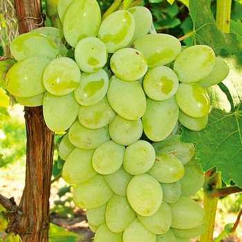High Quality Fresh Seedless Green Grapes